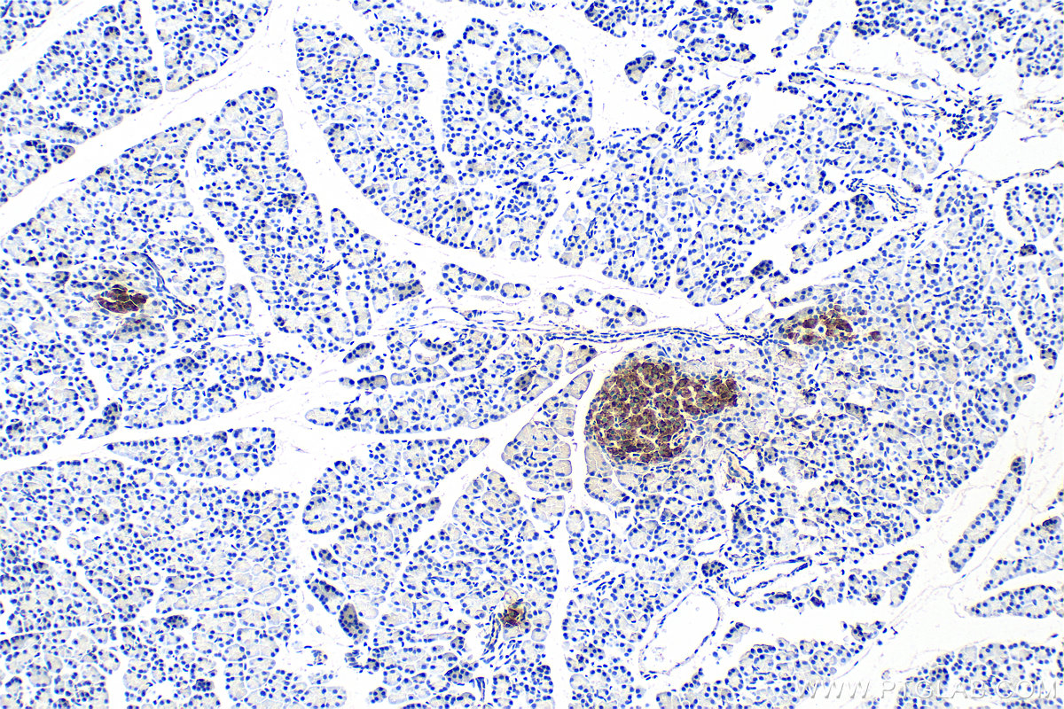 Immunohistochemistry (IHC) staining of rat pancreas tissue using Ins1 Monoclonal antibody (67668-1-Ig)