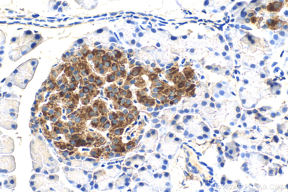 Immunohistochemistry (IHC) staining of rat pancreas tissue using Ins1 Monoclonal antibody (67668-1-Ig)