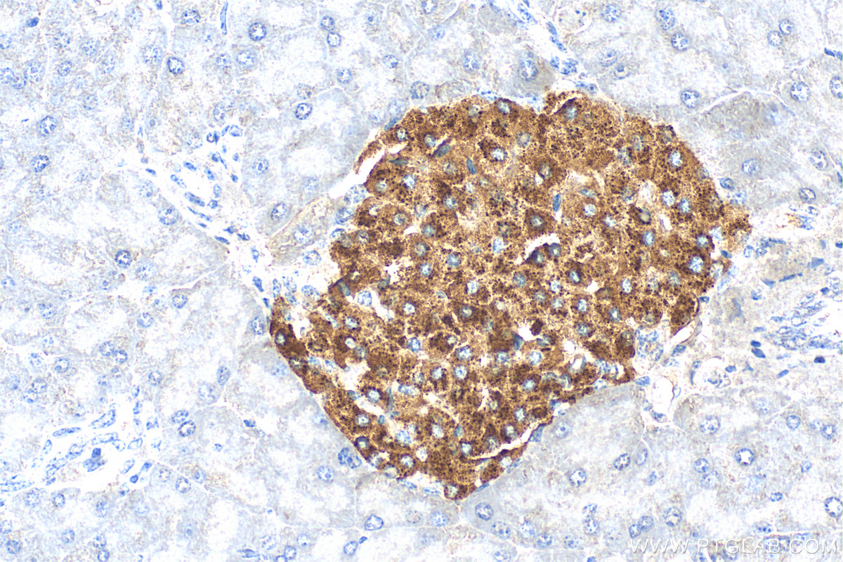 Immunohistochemistry (IHC) staining of mouse pancreas tissue using Ins1 Monoclonal antibody (67668-1-Ig)