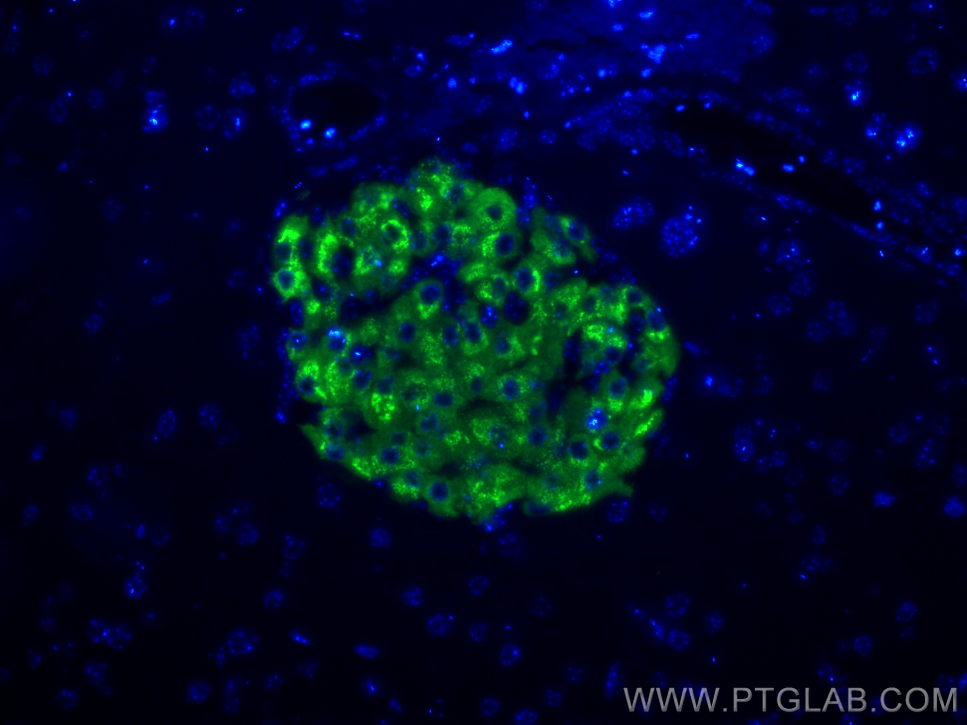 Immunofluorescence (IF) / fluorescent staining of mouse pancreas tissue using Ins1 Recombinant antibody (83867-1-RR)