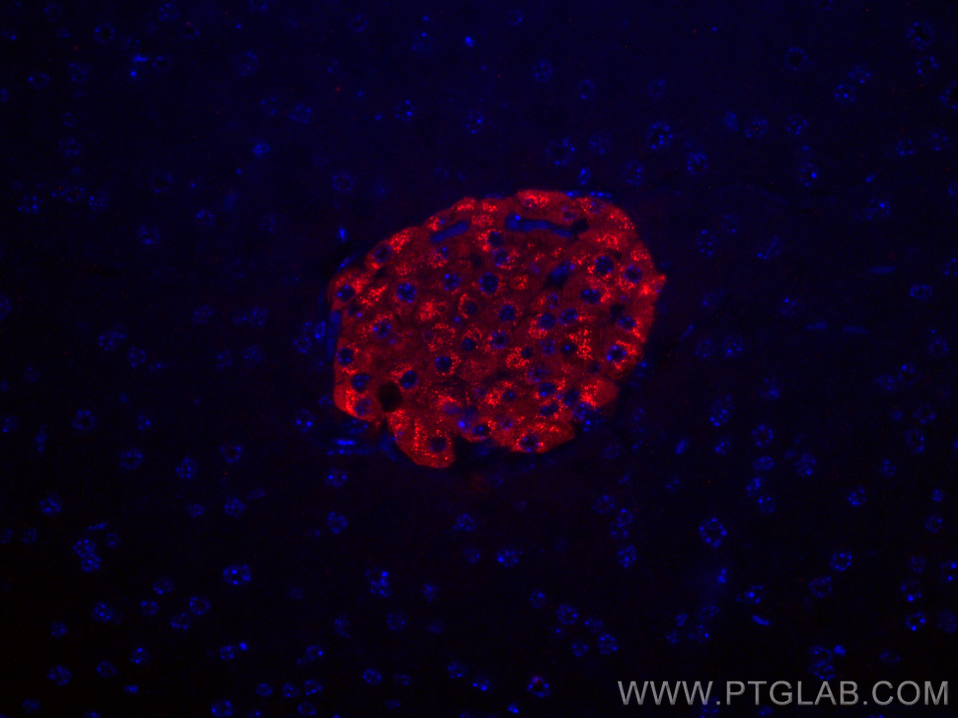 Immunofluorescence (IF) / fluorescent staining of mouse pancreas tissue using Ins1 Recombinant antibody (83867-1-RR)