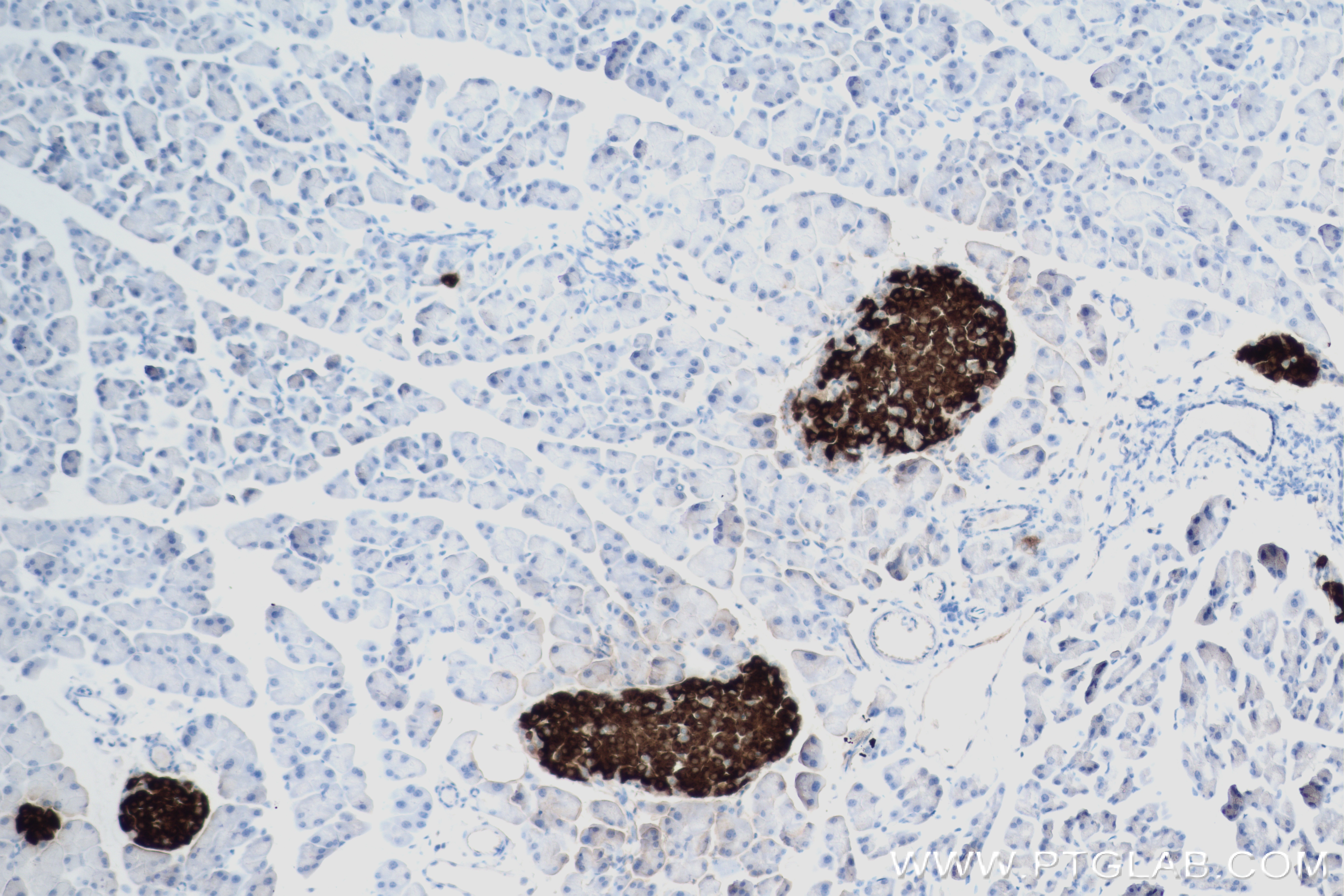 Immunohistochemistry (IHC) staining of mouse pancreas tissue using Ins1 Recombinant antibody (83867-1-RR)