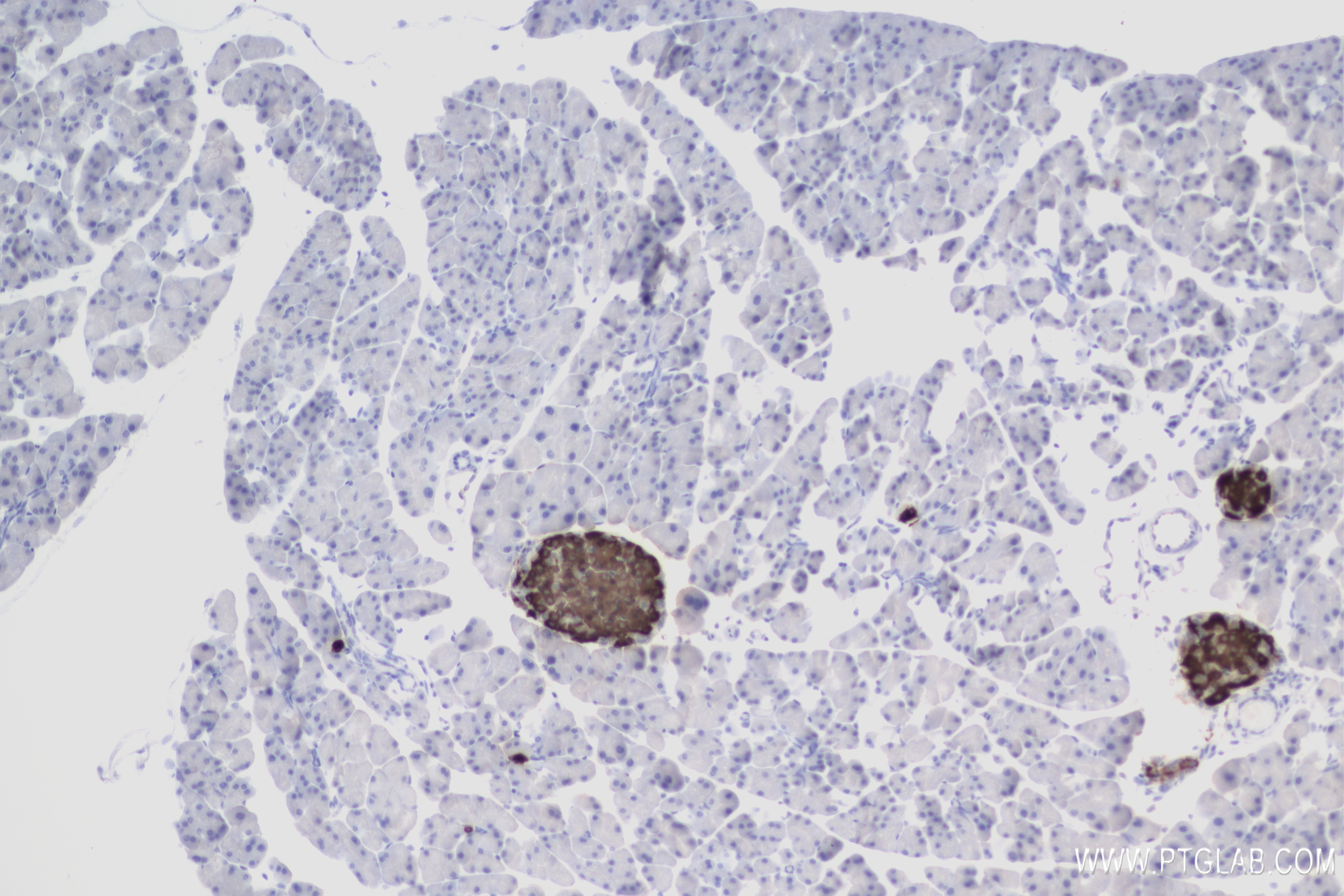 Immunohistochemistry (IHC) staining of mouse pancreas tissue using Ins1 Recombinant antibody (83867-1-RR)