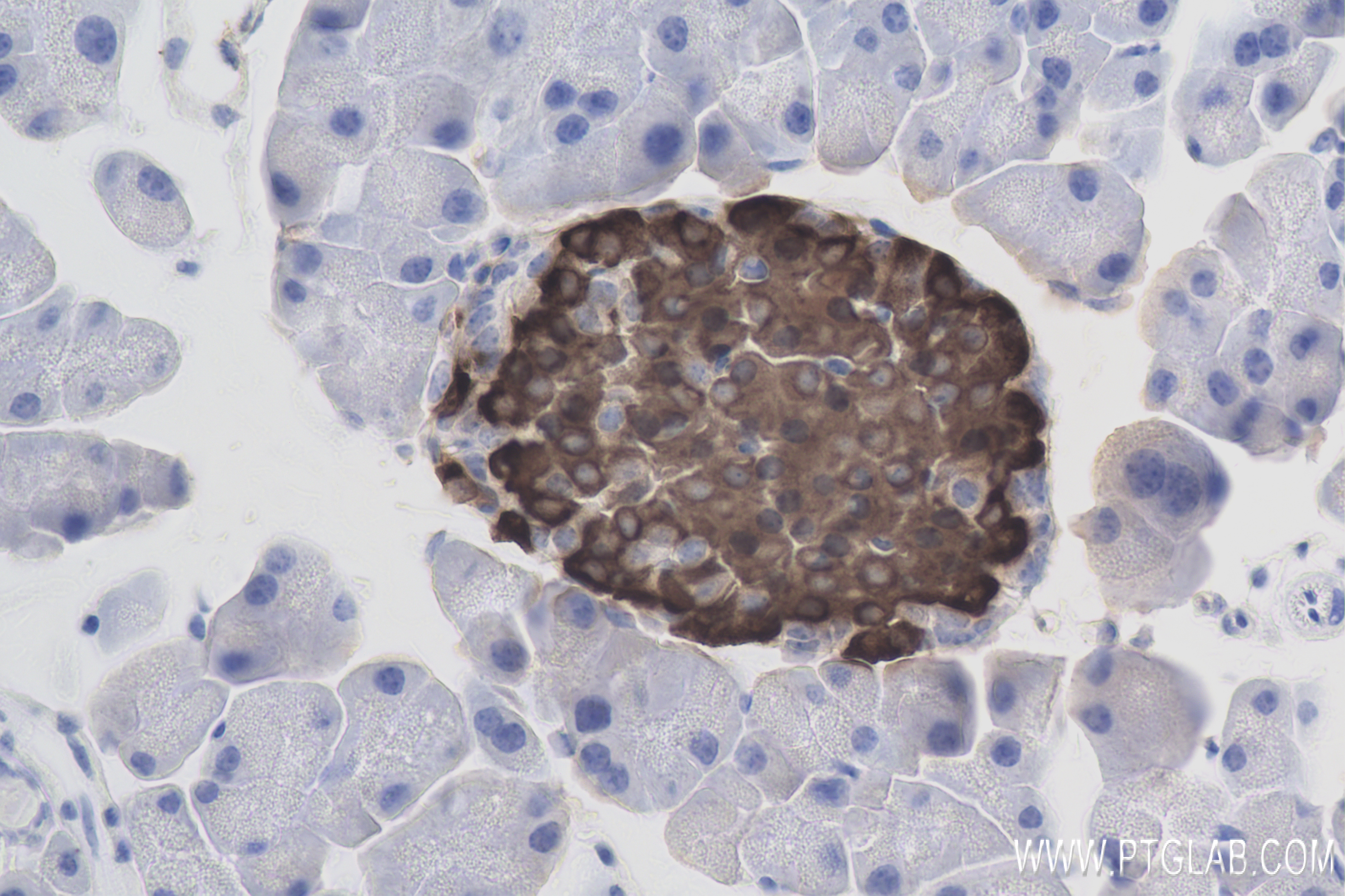 Immunohistochemistry (IHC) staining of mouse pancreas tissue using Ins1 Recombinant antibody (83867-1-RR)