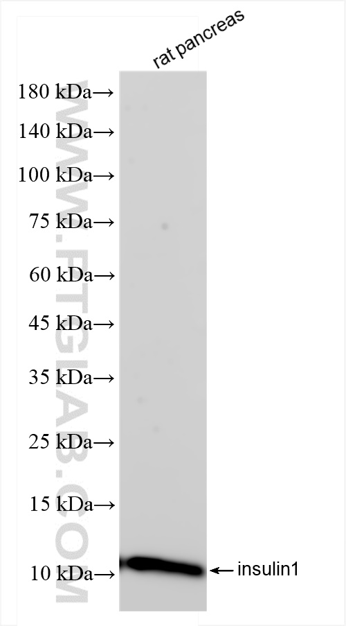 Western Blot (WB) analysis of rat pancreas tissue using Ins1 Recombinant antibody (83867-1-RR)