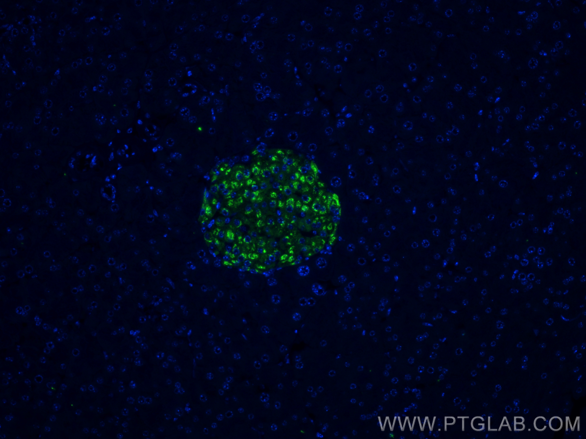 Immunofluorescence (IF) / fluorescent staining of mouse pancreas tissue using CoraLite® Plus 488-conjugated Ins1 Recombinant ant (CL488-83867)