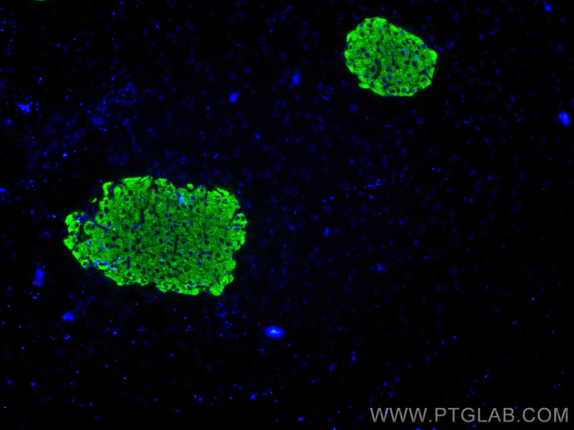 Immunofluorescence (IF) / fluorescent staining of mouse pancreas tissue using INS Monoclonal antibody (66198-1-Ig)