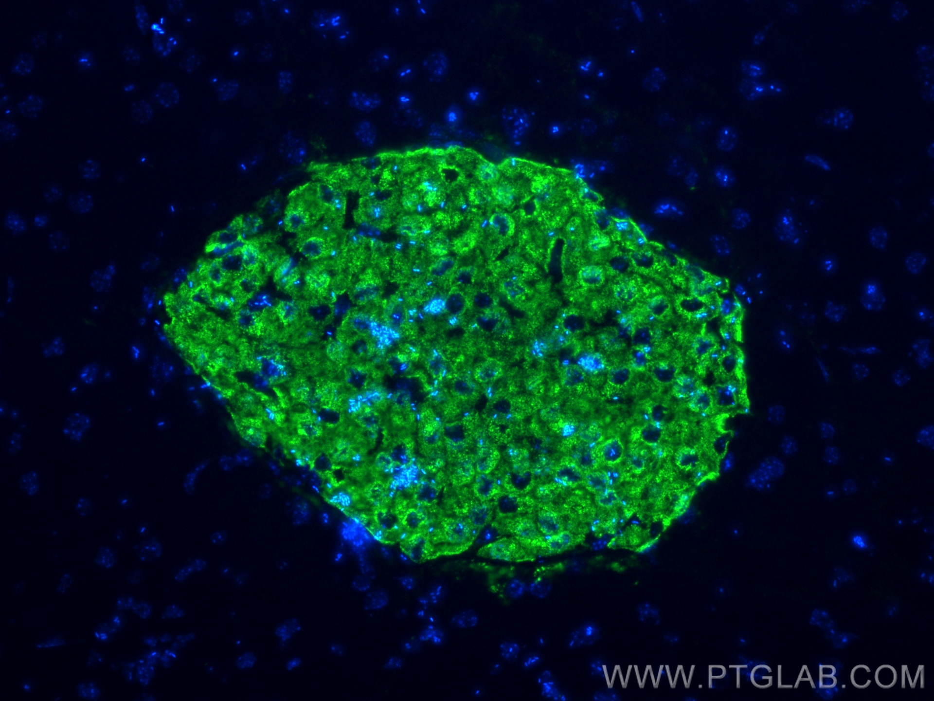 Immunofluorescence (IF) / fluorescent staining of mouse pancreas tissue using INS Monoclonal antibody (66198-1-Ig)