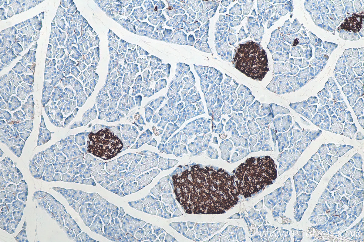 Immunohistochemistry (IHC) staining of mouse pancreas tissue using INS Monoclonal antibody (66198-1-Ig)