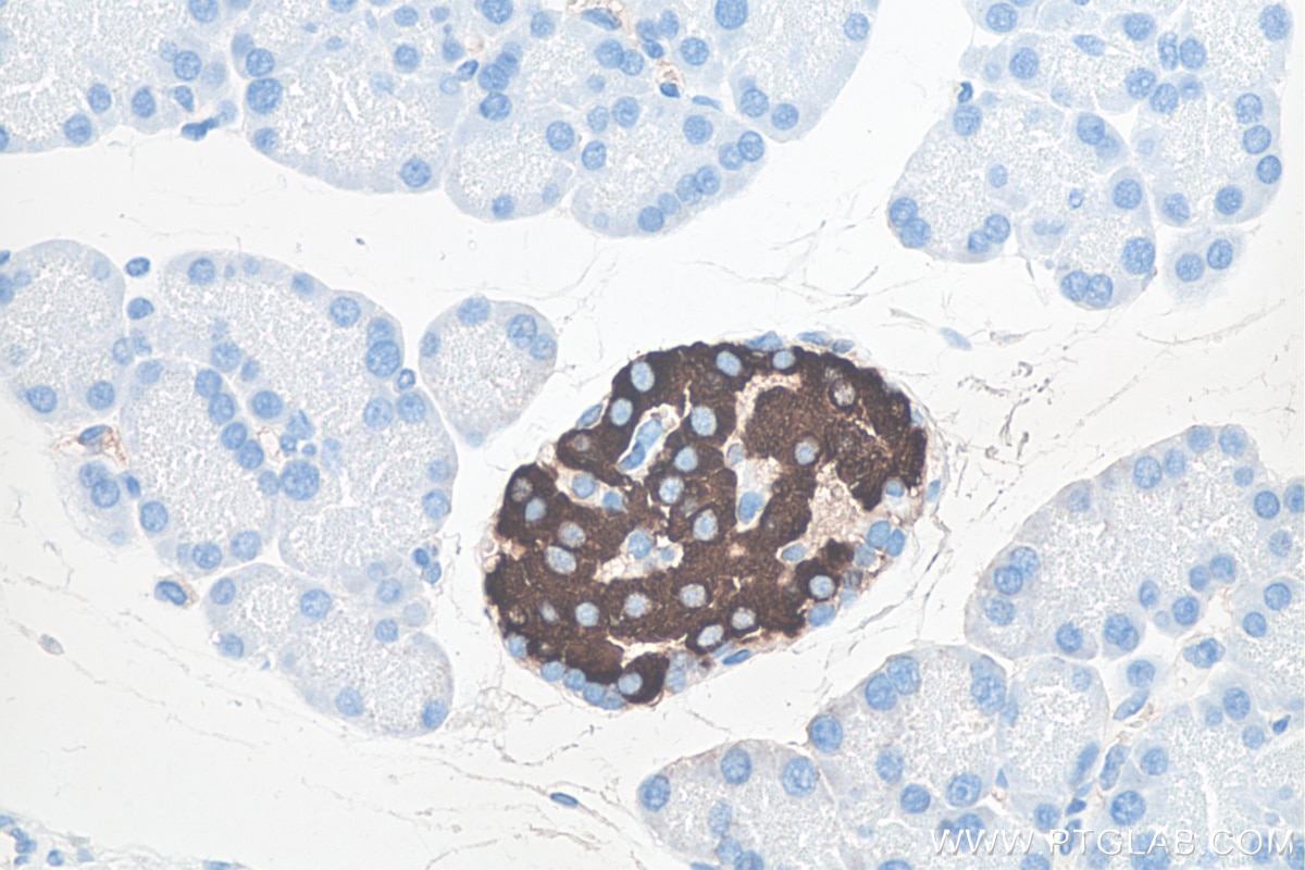 Immunohistochemistry (IHC) staining of rat pancreas tissue using INS Monoclonal antibody (66198-1-Ig)