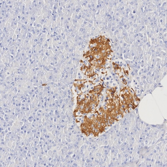 Immunohistochemistry (IHC) staining of human pancreas tissue using INS Monoclonal antibody (66198-1-Ig)