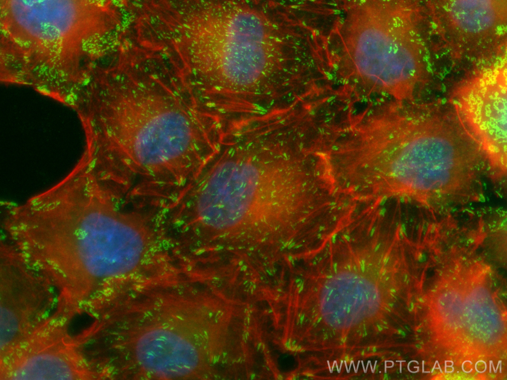 Immunofluorescence (IF) / fluorescent staining of A549 cells using CoraLite® Plus 488-conjugated Integrin Alpha V Pol (CL488-27096)