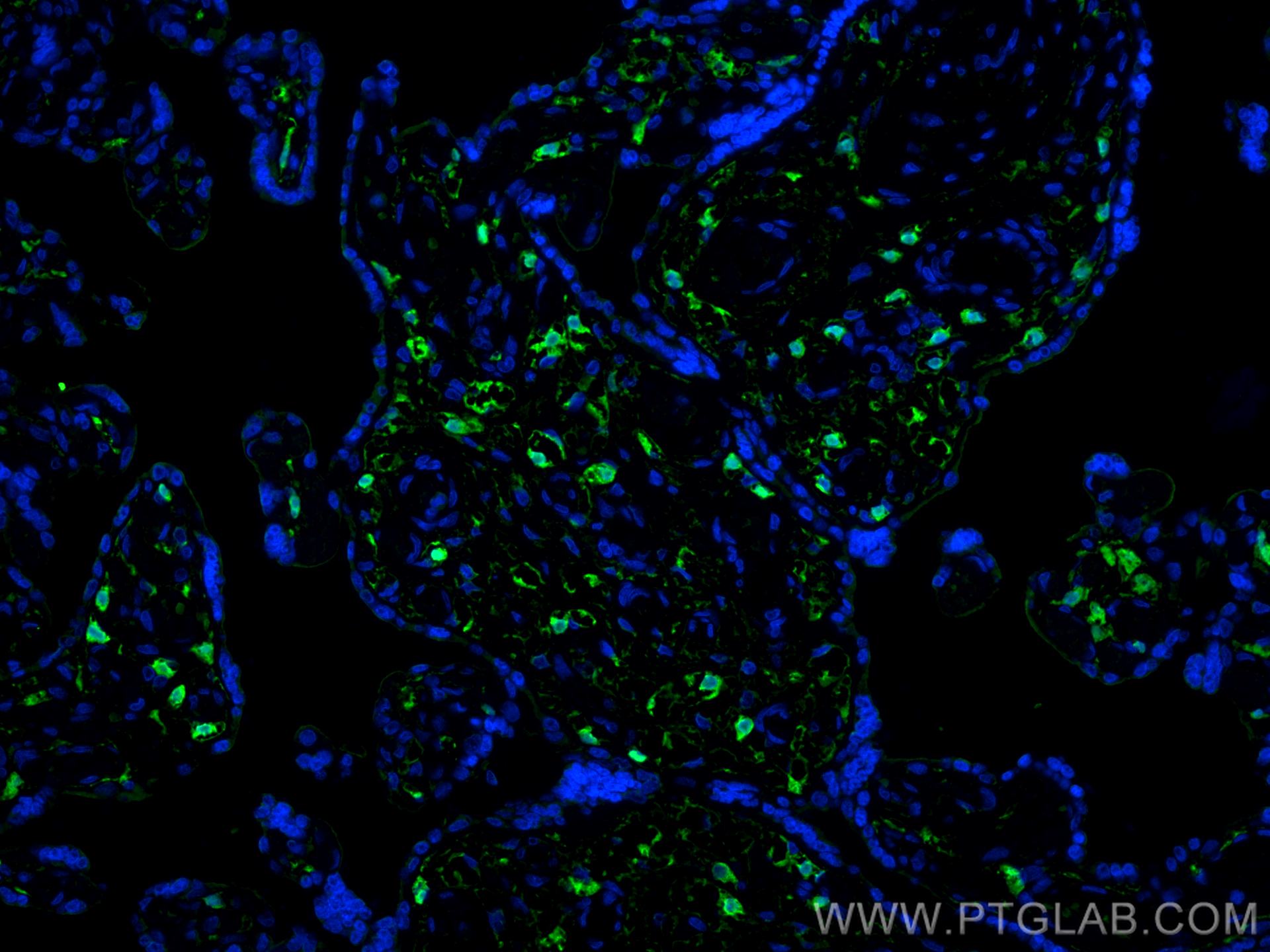 Immunofluorescence (IF) / fluorescent staining of human placenta tissue using Integrin alpha 1 Monoclonal antibody (68211-1-Ig)