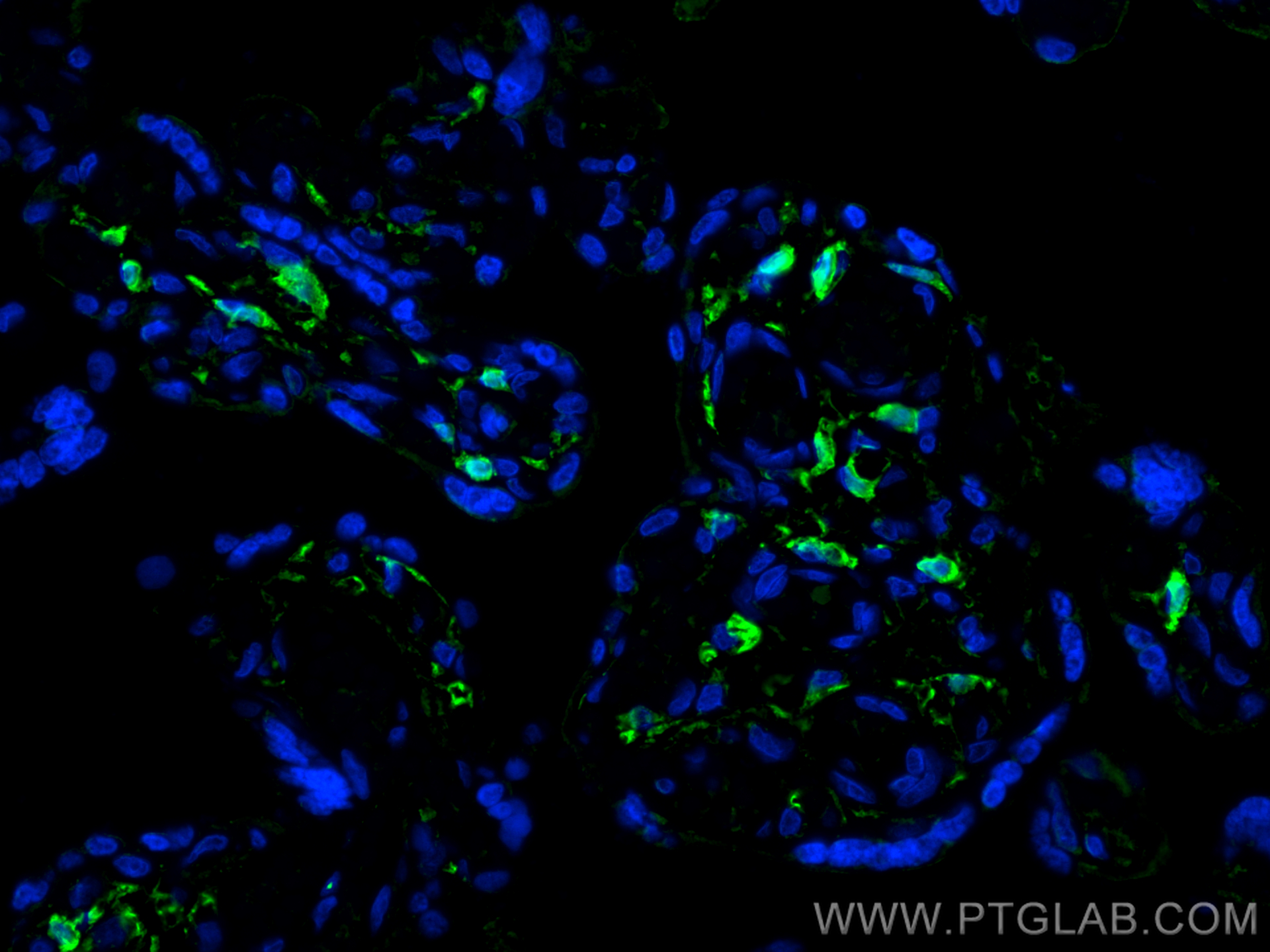 Immunofluorescence (IF) / fluorescent staining of human placenta tissue using Integrin alpha 1 Monoclonal antibody (68211-1-Ig)