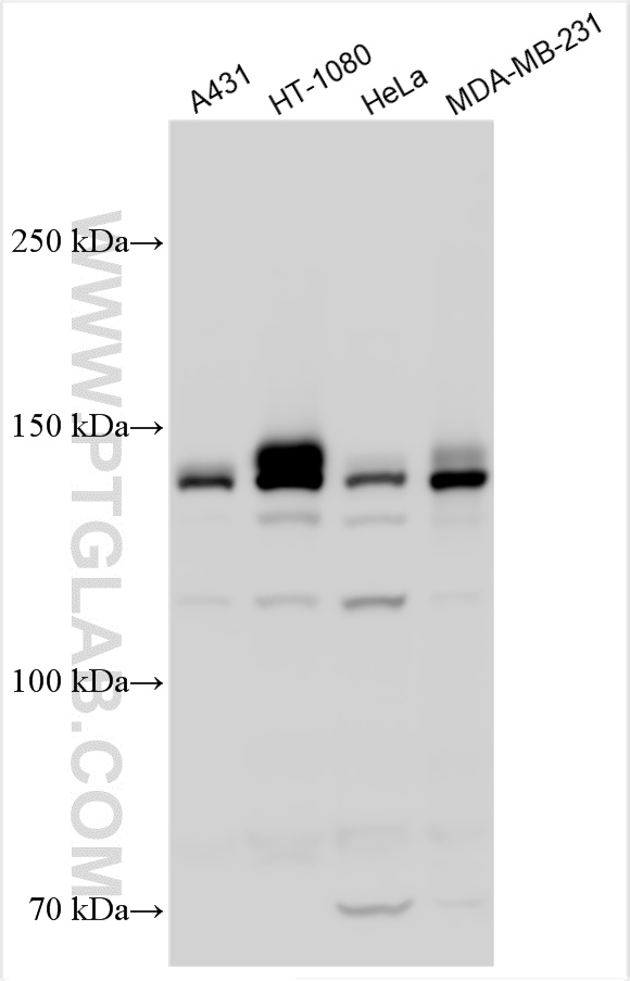 Integrin alpha 2 antibody (30703-1-AP) | Proteintech