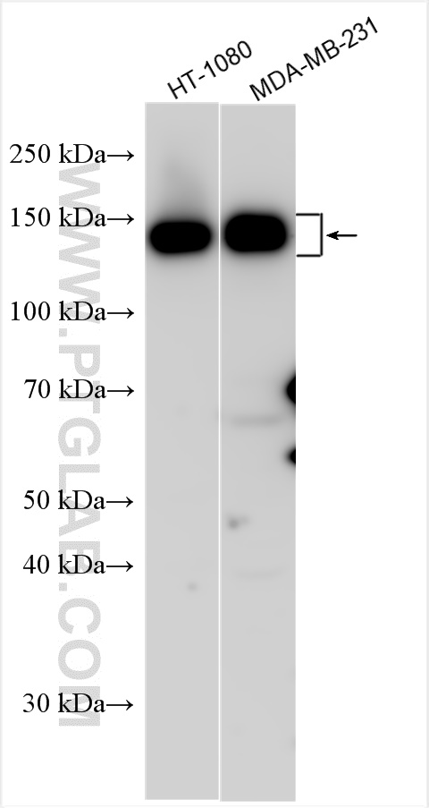 Western Blot (WB) analysis of various lysates using Integrin alpha 2 Polyclonal antibody (30703-1-AP)