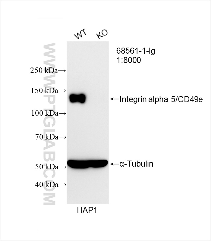 Western Blot (WB) analysis of HAP1 cells using Integrin alpha-5/CD49e Monoclonal antibody (68561-1-Ig)