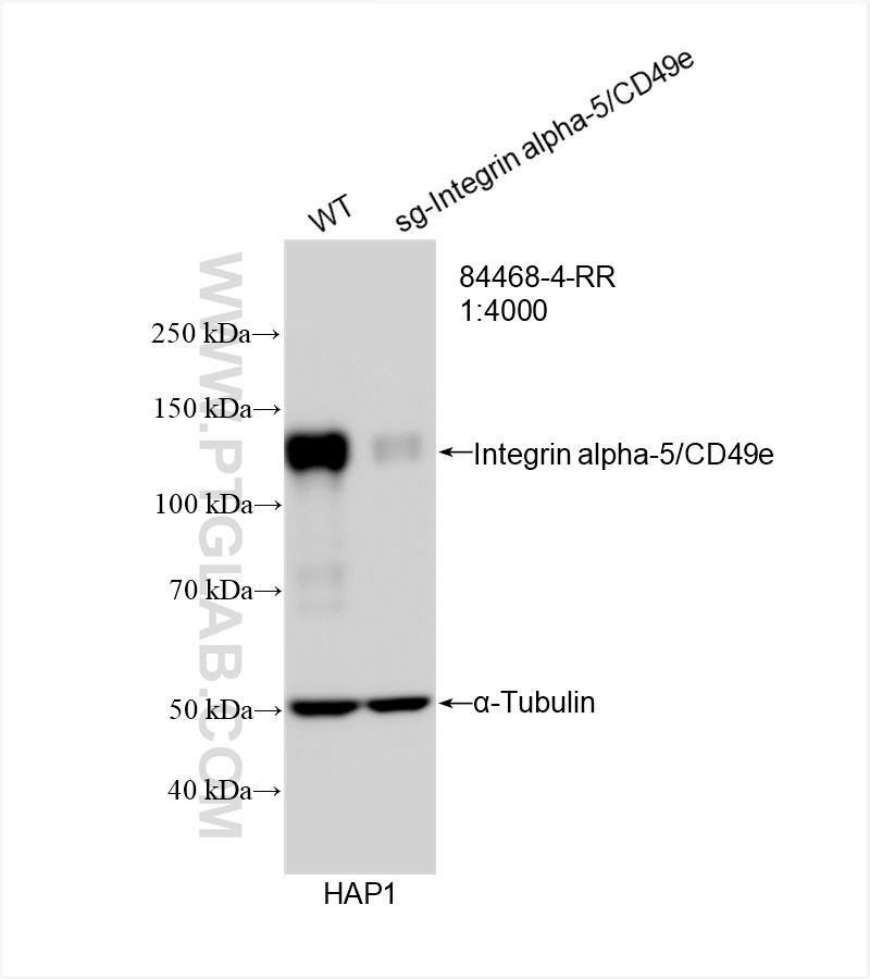 Western Blot (WB) analysis of HAP1 cells using Integrin alpha-5/CD49e Recombinant antibody (84468-4-RR)