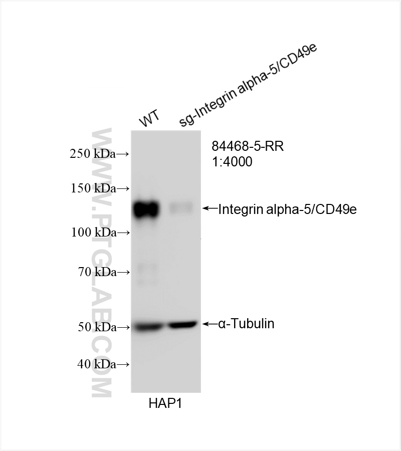 Western Blot (WB) analysis of HAP1 cells using Integrin alpha-5/CD49e Recombinant antibody (84468-5-RR)