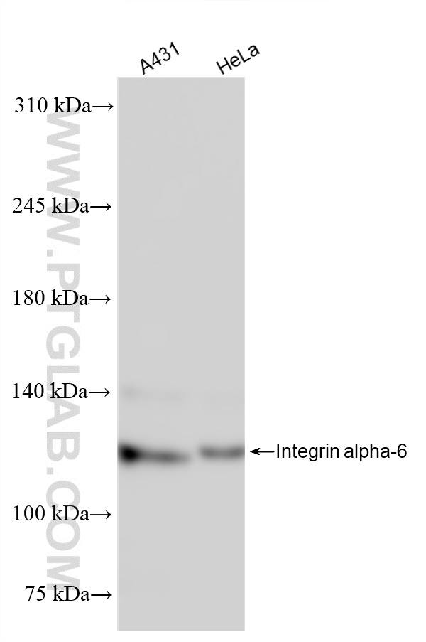 Western Blot (WB) analysis of various lysates using Integrin alpha 6 Recombinant antibody (84463-3-RR)