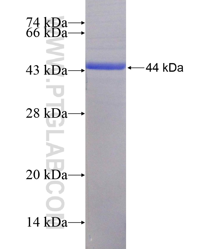 Integrin alpha-9 fusion protein Ag28815 SDS-PAGE