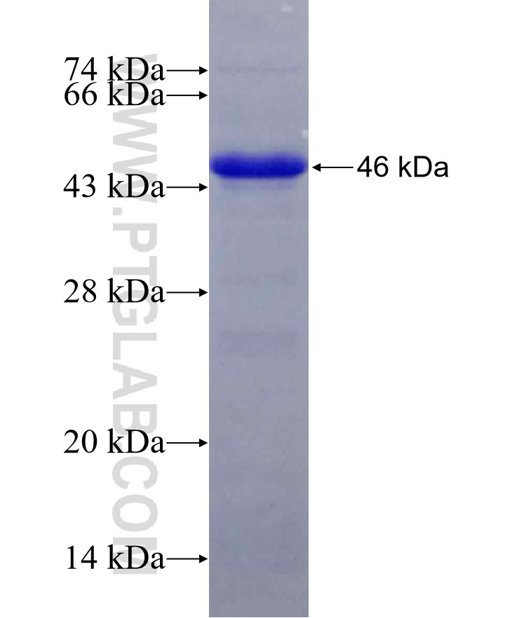 Integrin alpha-E fusion protein Ag27410 SDS-PAGE