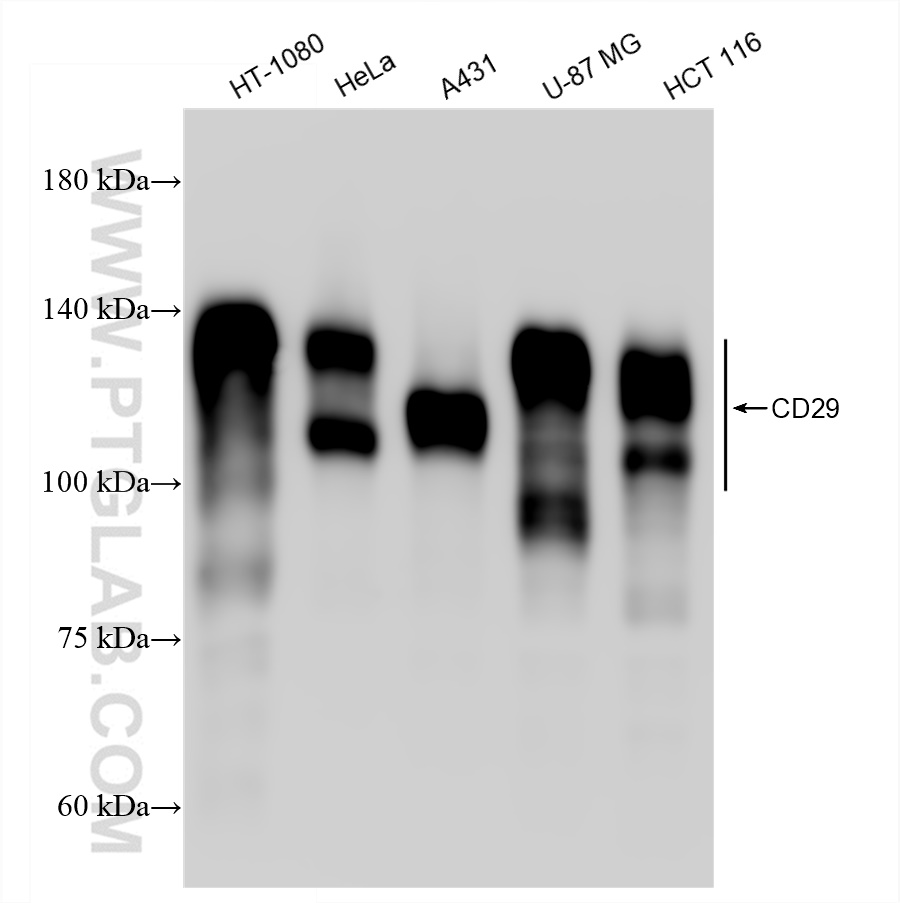 Western Blot (WB) analysis of various lysates using Integrin beta-1 Recombinant antibody (82729-3-RR)