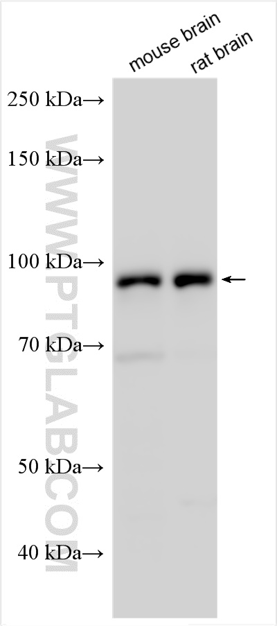 Western Blot (WB) analysis of various lysates using Integrin beta-8 Polyclonal antibody (29775-1-AP)