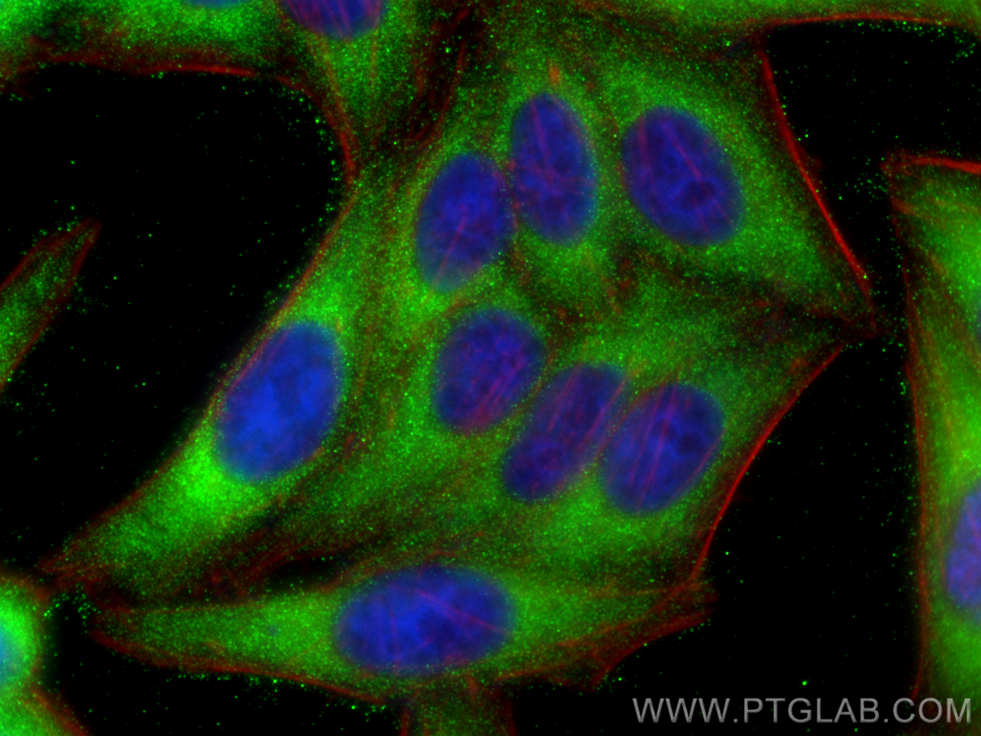 Immunofluorescence (IF) / fluorescent staining of HepG2 cells using IFN-beta Polyclonal antibody (27506-1-AP)