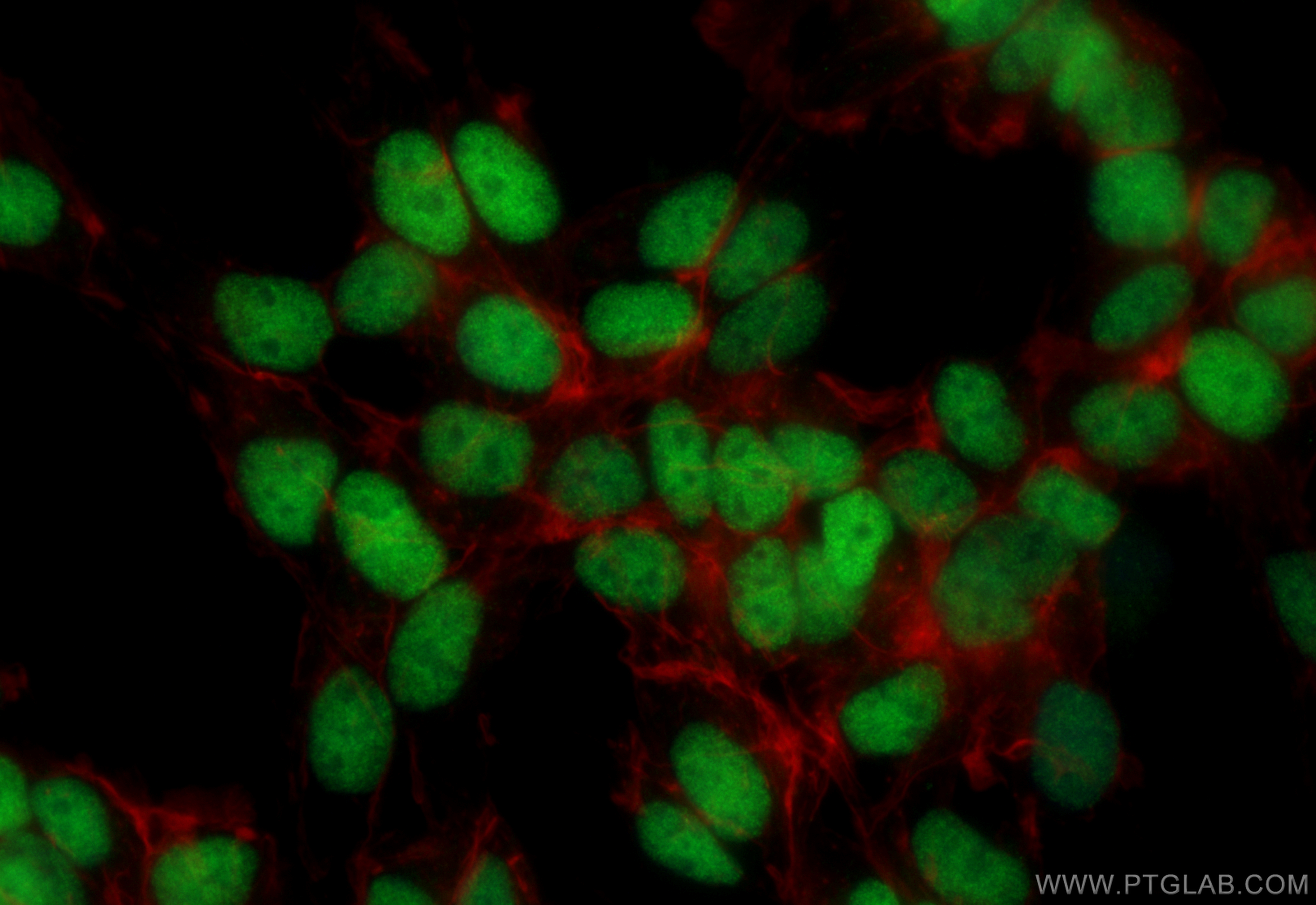 Immunofluorescence (IF) / fluorescent staining of SH-SY5Y cells using CoraLite® Plus 488-conjugated Islet 1 Recombinant  (CL488-83784-4)