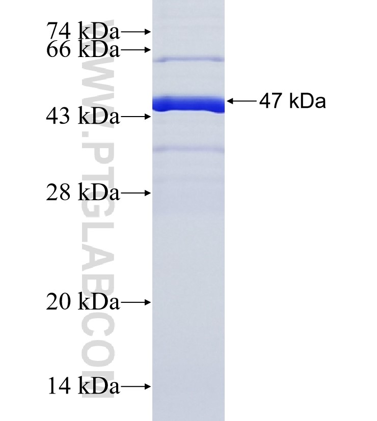Itgam fusion protein Ag36145 SDS-PAGE