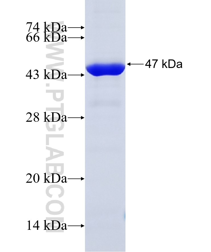 JAB1 fusion protein Ag25956 SDS-PAGE