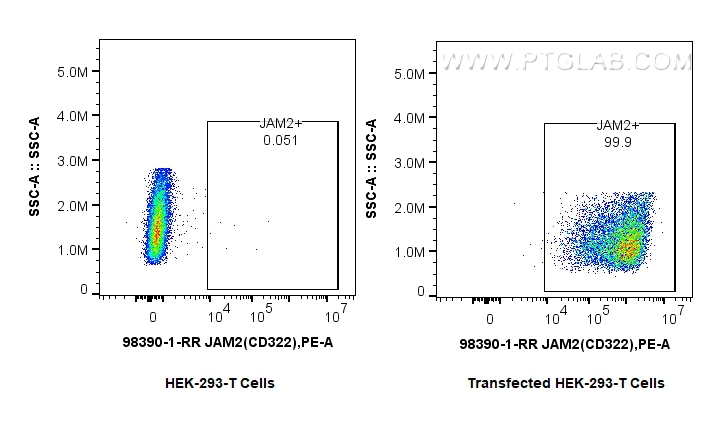 Flow cytometry (FC) experiment of Transfected HEK-293T cells using Anti-Human JAM2/CD322 Rabbit Recombinant Antibody (98390-1-RR)