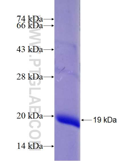 JMJD3 fusion protein Ag26550 SDS-PAGE