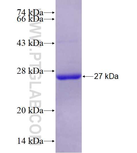 JMJD5 fusion protein Ag27906 SDS-PAGE