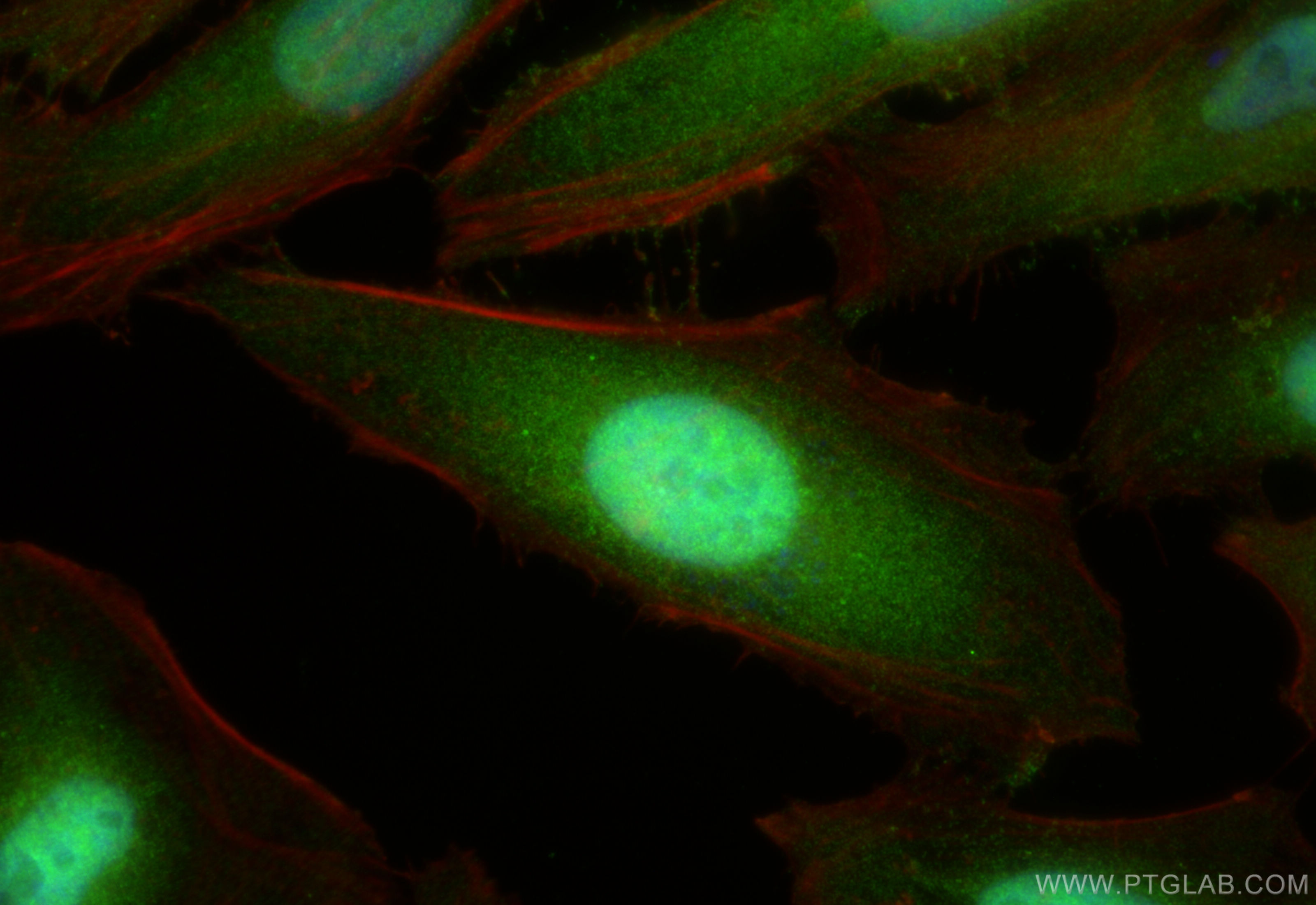 Immunofluorescence (IF) / fluorescent staining of HeLa cells using JNK Polyclonal antibody (10023-1-AP)