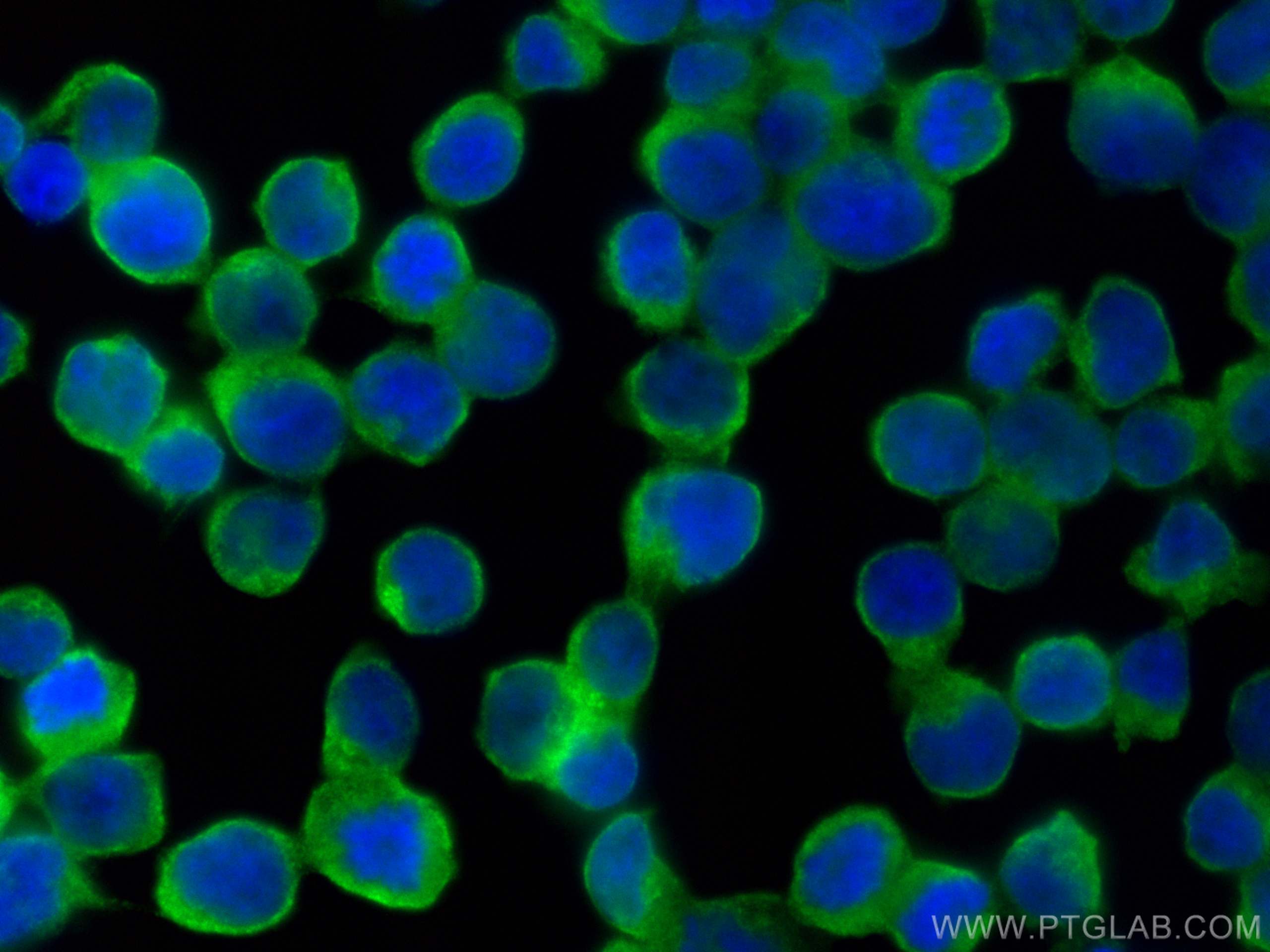 Immunofluorescence (IF) / fluorescent staining of Jurkat cells using CoraLite® Plus 488-conjugated JNK Monoclonal antib (CL488-66210)