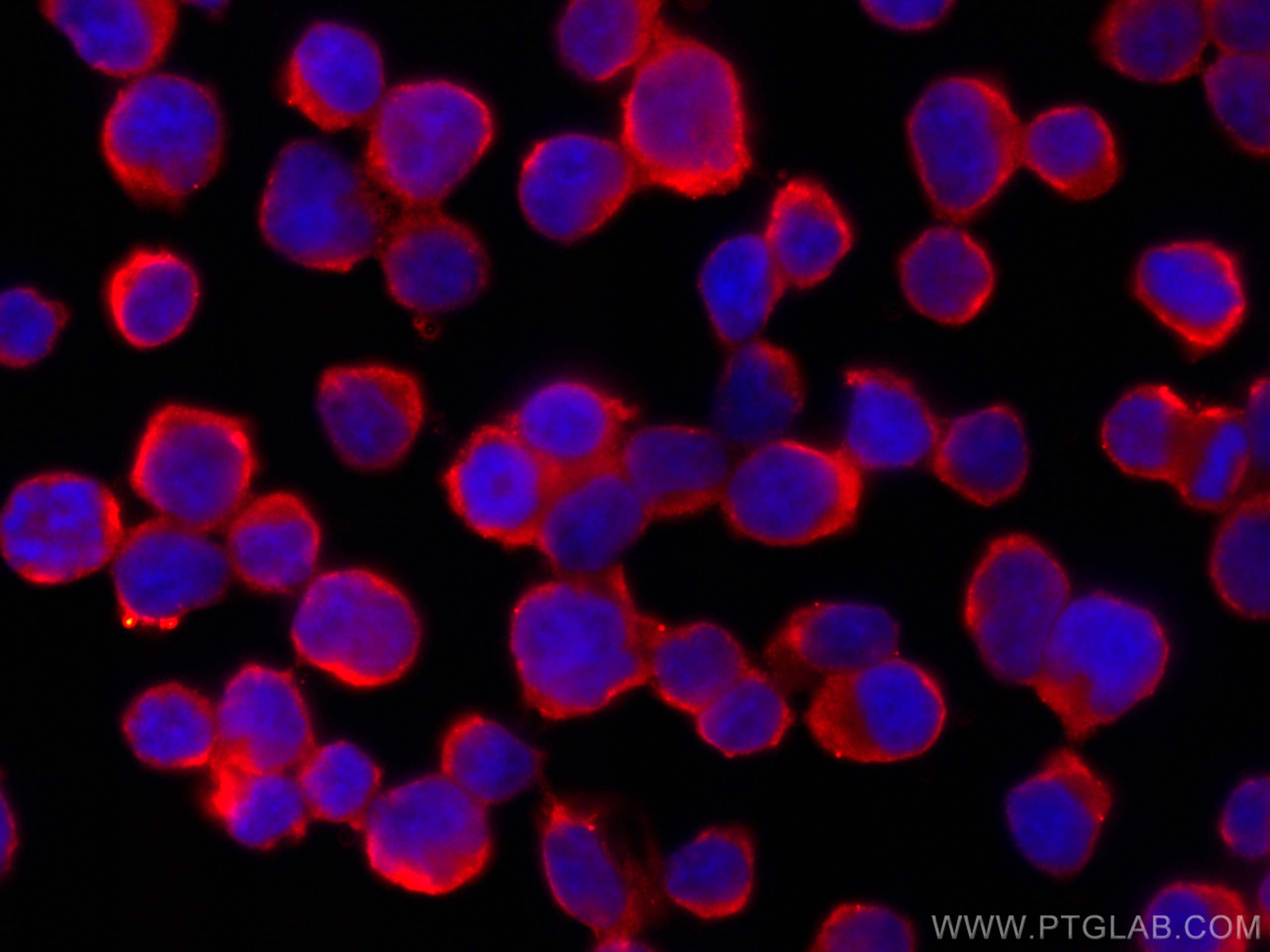 Immunofluorescence (IF) / fluorescent staining of Jurkat cells using CoraLite®594-conjugated JNK Monoclonal antibody (CL594-66210)