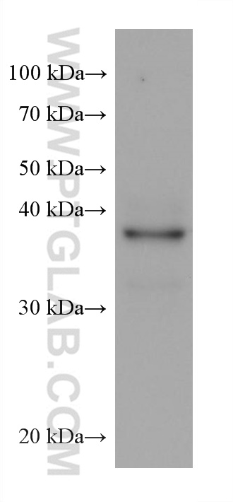 Western Blot (WB) analysis of Saos-2 cells using JUN Monoclonal antibody (66313-1-Ig)