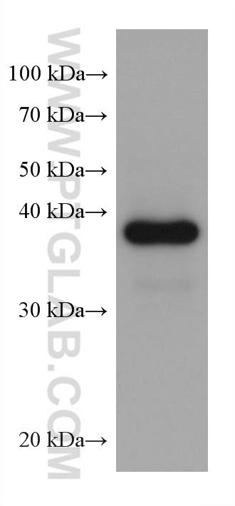 Western Blot (WB) analysis of NIH/3T3 cells using JUN Monoclonal antibody (66313-1-Ig)