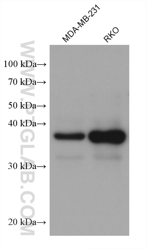 Western Blot (WB) analysis of various lysates using JUN Monoclonal antibody (66313-1-Ig)