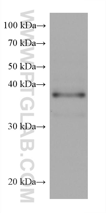 Western Blot (WB) analysis of HEK-293 cells using JUN Monoclonal antibody (66313-1-Ig)