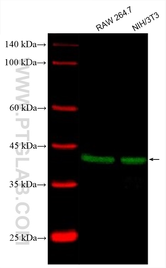 Western Blot (WB) analysis of various lysates using CoraLite® Plus 488-conjugated JUN Monoclonal antib (CL488-66313)