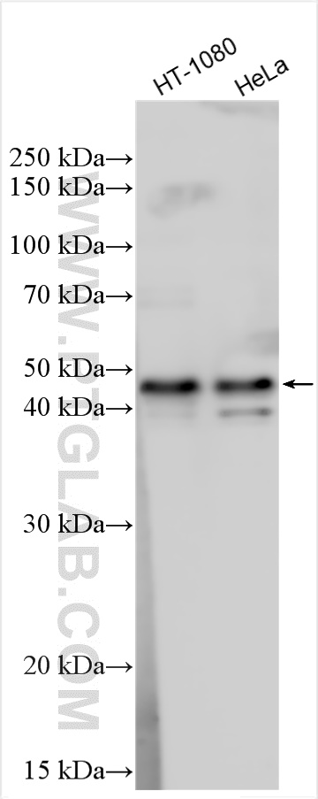 Western Blot (WB) analysis of various lysates using JUNB Polyclonal antibody (10486-1-AP)