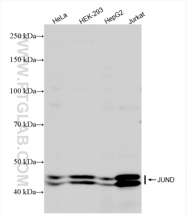 Western Blot (WB) analysis of various lysates using JUND Recombinant antibody (83134-6-RR)