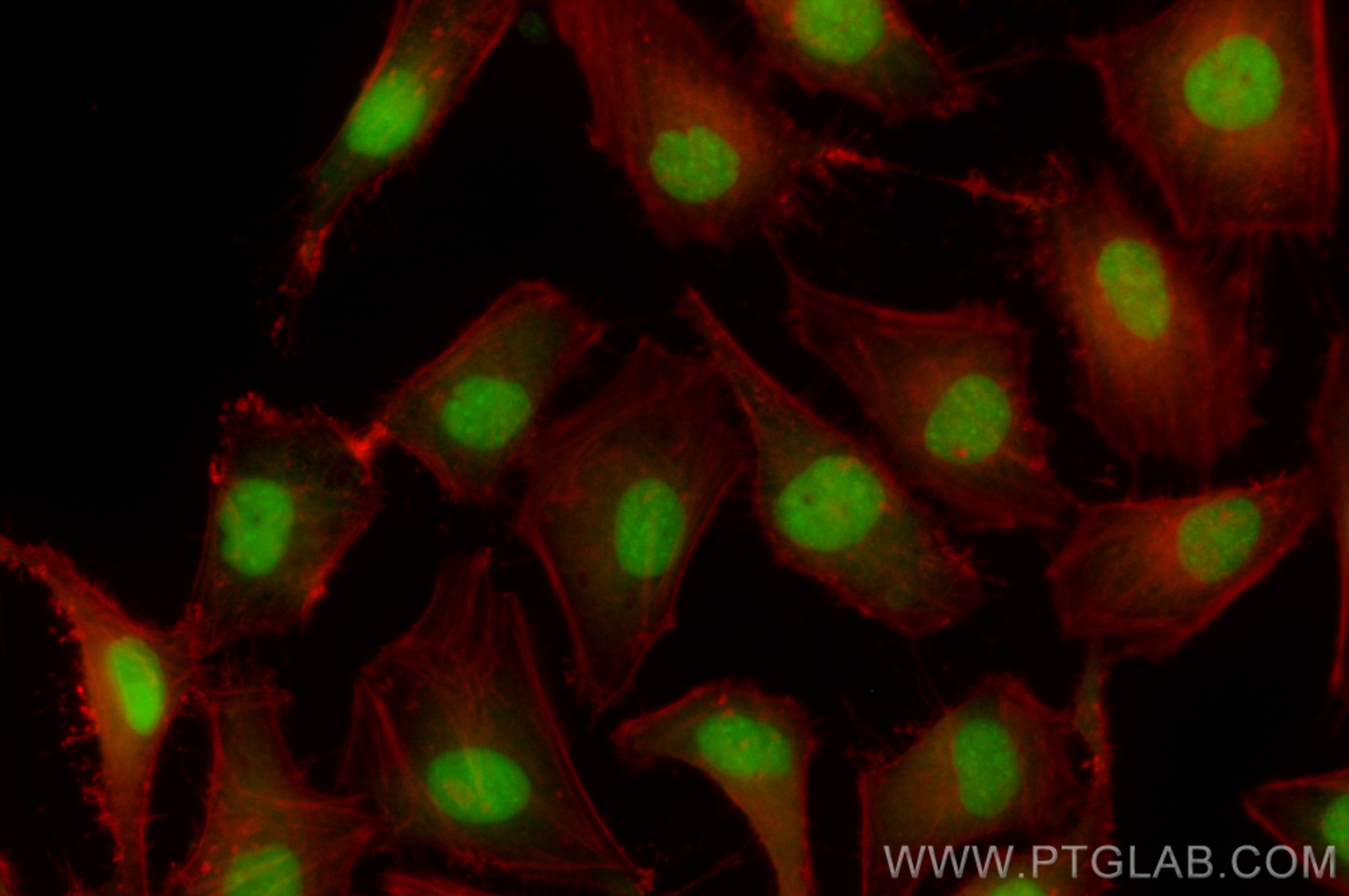 Immunofluorescence (IF) / fluorescent staining of HeLa cells using CoraLite® Plus 488-conjugated JUND Recombinant ant (CL488-83134-6)