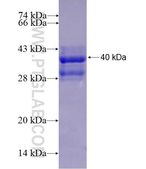 Jagged1 fusion protein Ag26633 SDS-PAGE