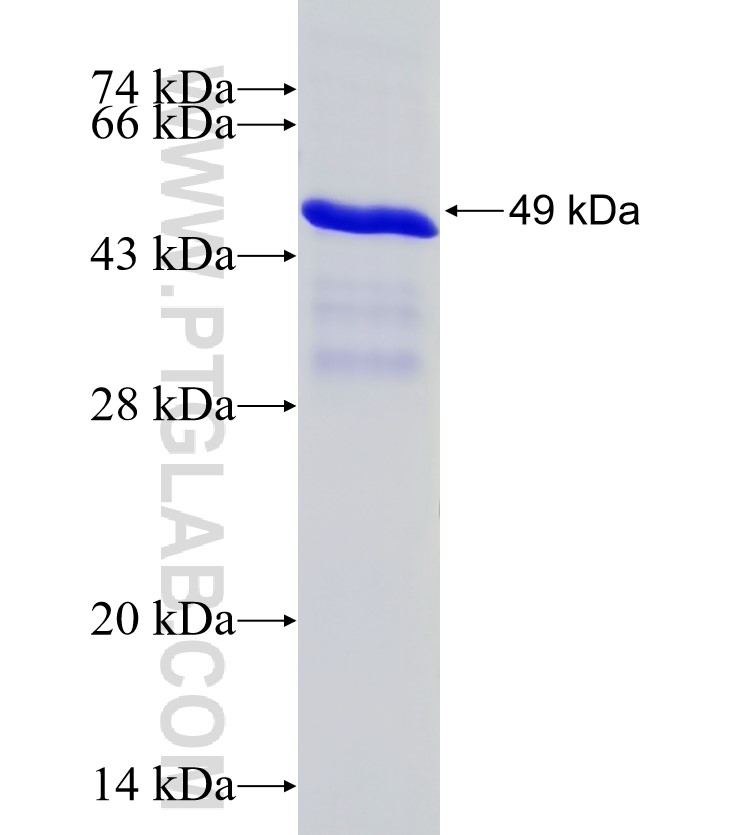 Jagged1 fusion protein Ag28207 SDS-PAGE