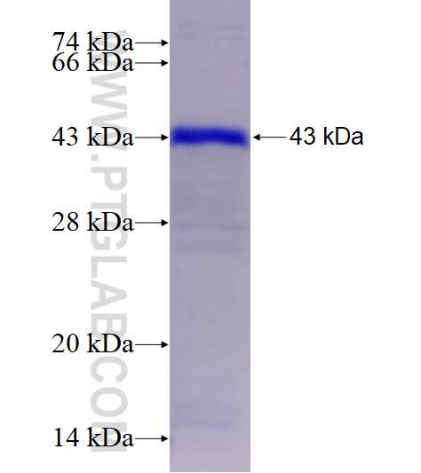 Jagged1 fusion protein Ag28382 SDS-PAGE