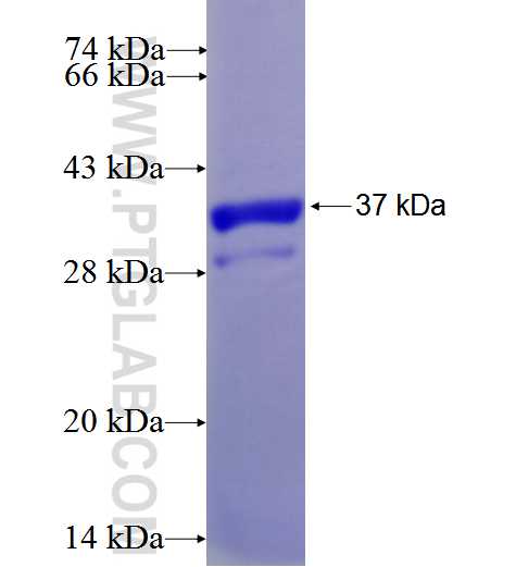 Jph2 fusion protein Ag27211 SDS-PAGE